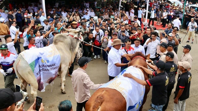 Kontes Sapi