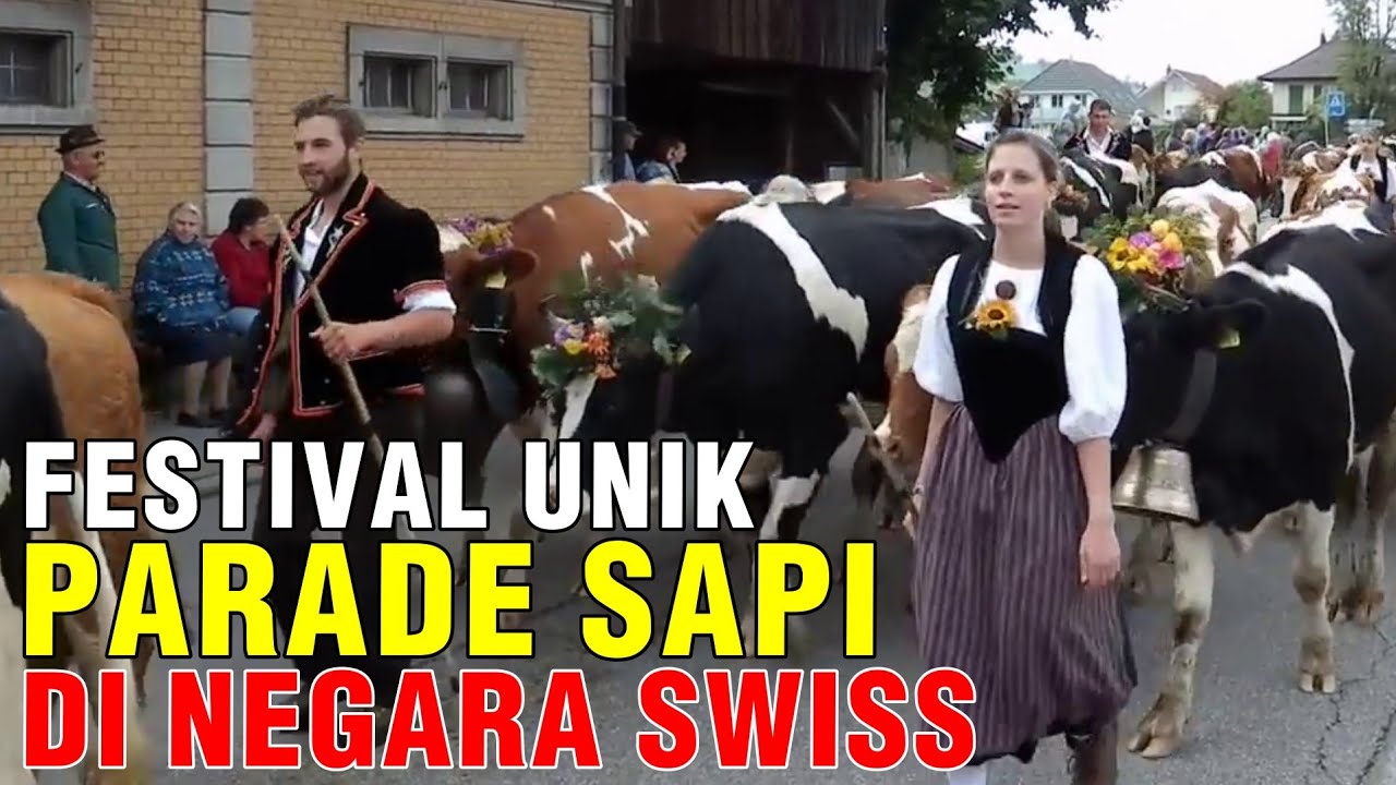 Vestifal Kontes Grobak Sapi