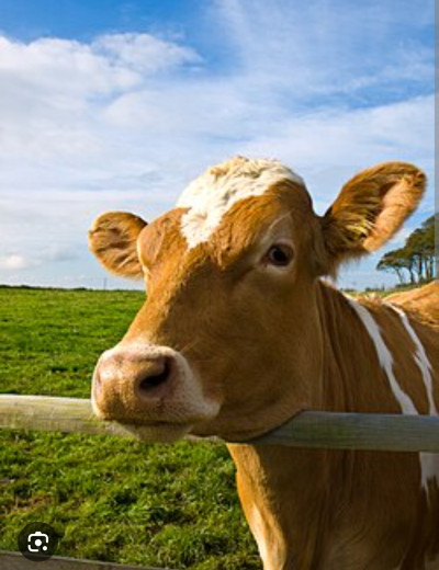 Sapi