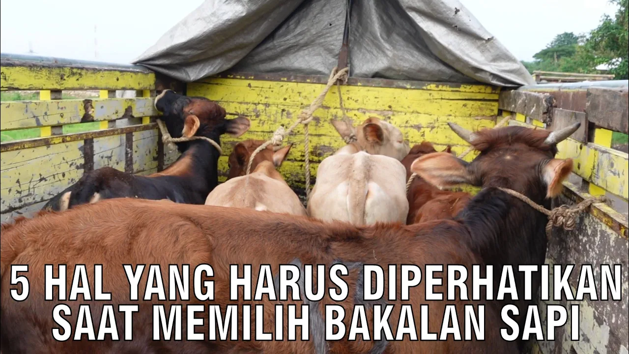 5 Hal Yang Harus Diperhatikan Saat Memilih Bakalan Sapi